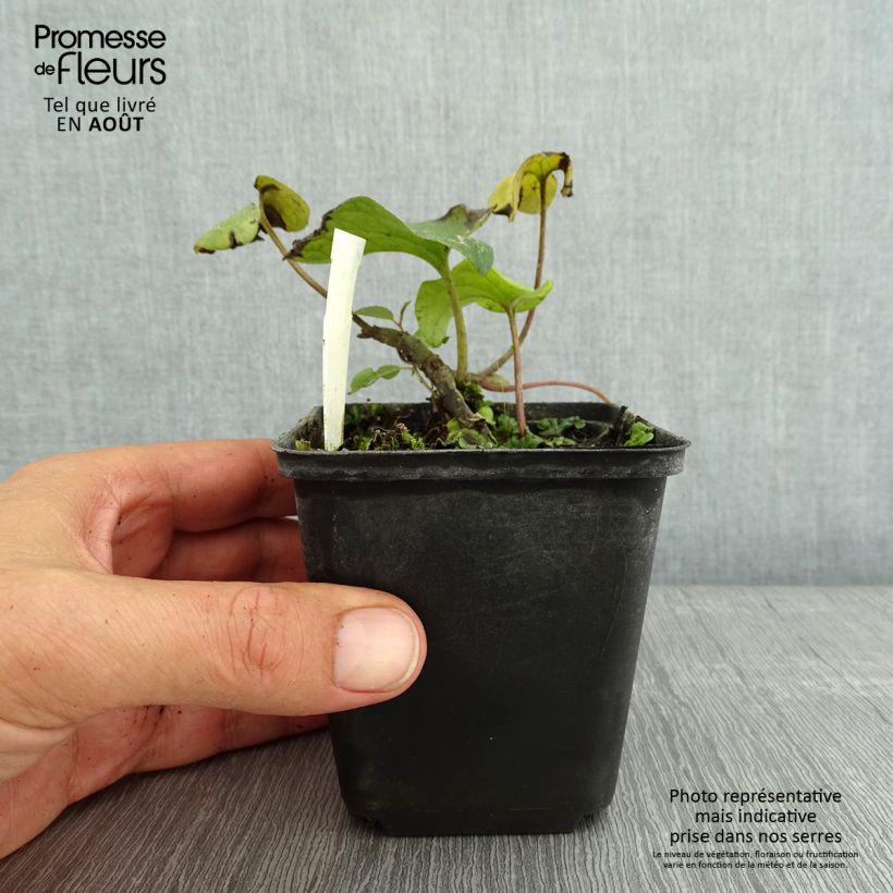 Asarum caudatum 8/9 cm pot sample as delivered in summer