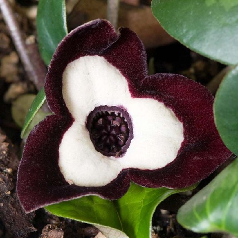 Asarum maximum Ling Ling (Flowering)