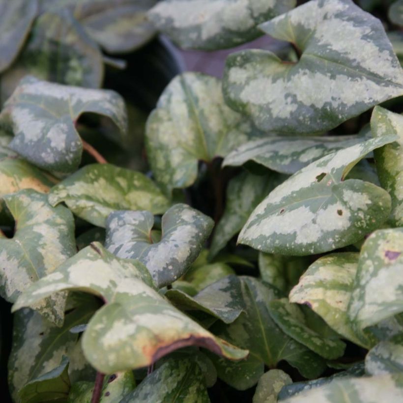 Asarum maximum Ling Ling (Foliage)