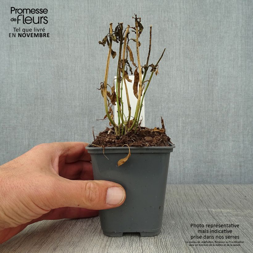 Asclepias curassavica - Milkweed 8/9 cm pot sample as delivered in autumn