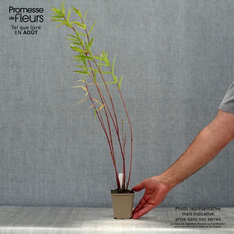 Asclepias speciosa - Milkweed 8/9 cm pot sample as delivered in summer