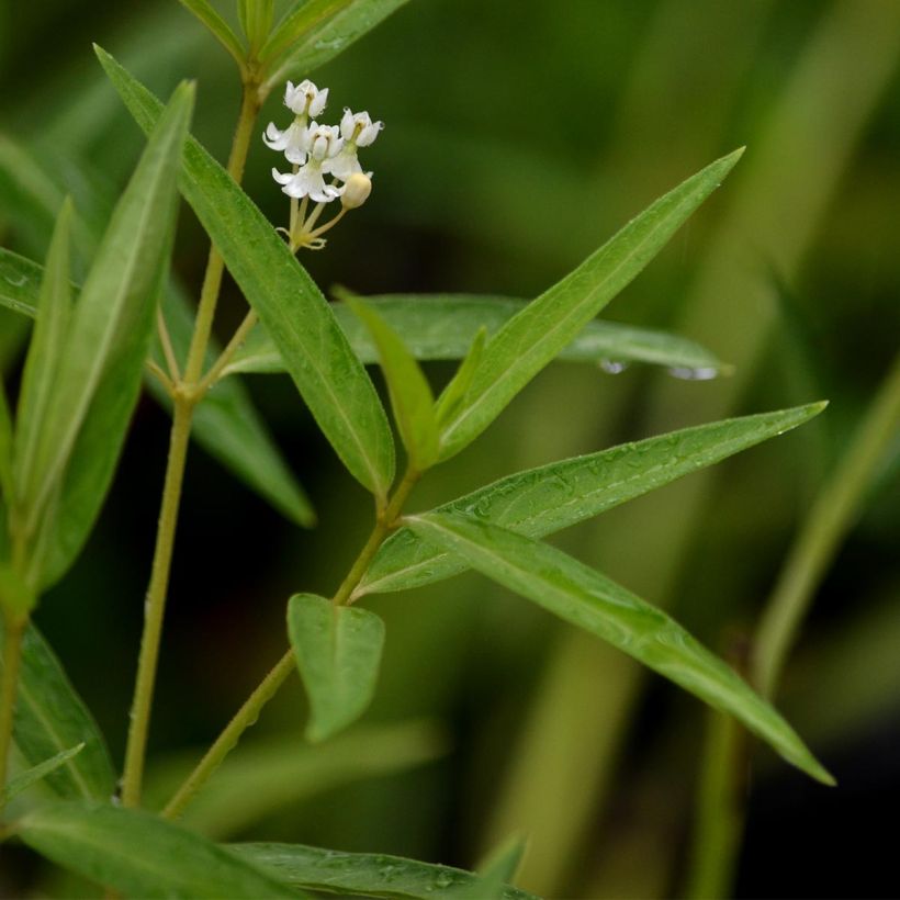 Asclepias incarnata Ice Ballet - Milkweed (Foliage)