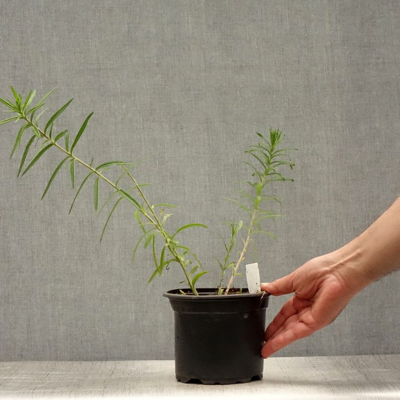 Asclepias tuberosa - Milkweed 2L/3L pot sample as delivered in summer