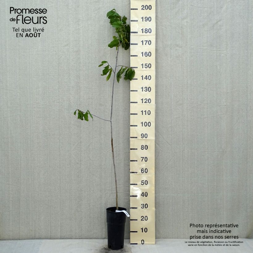 Asimina triloba - Pawpaw 3L/4L pot sample as delivered in summer