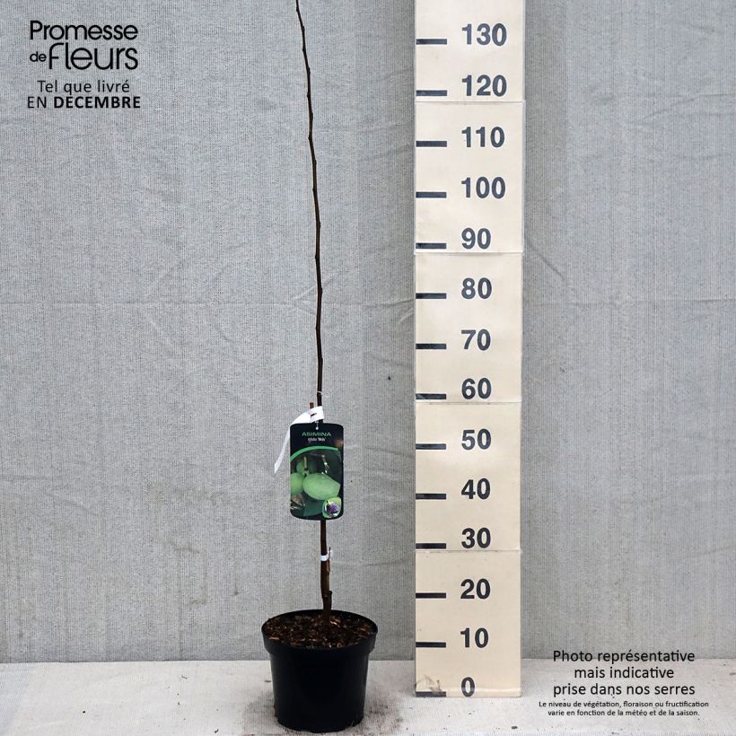 Asimina triloba Wells - Pawpaw 4L/5L pot sample as delivered in autumn