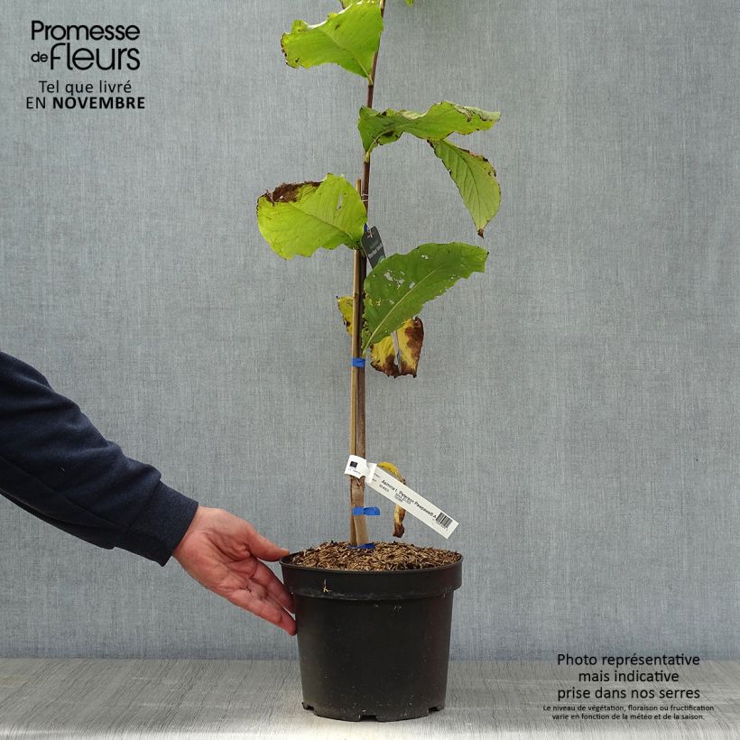 Asimina triloba Allegheny - Pawpaw 3L/4L pot sample as delivered in autumn