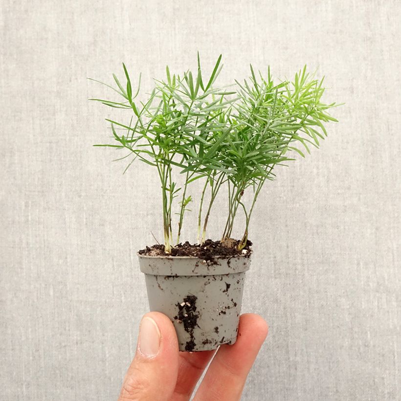 Asparagus sprengeri  - Sprenger's asparagus Mini-plante sample as delivered in spring