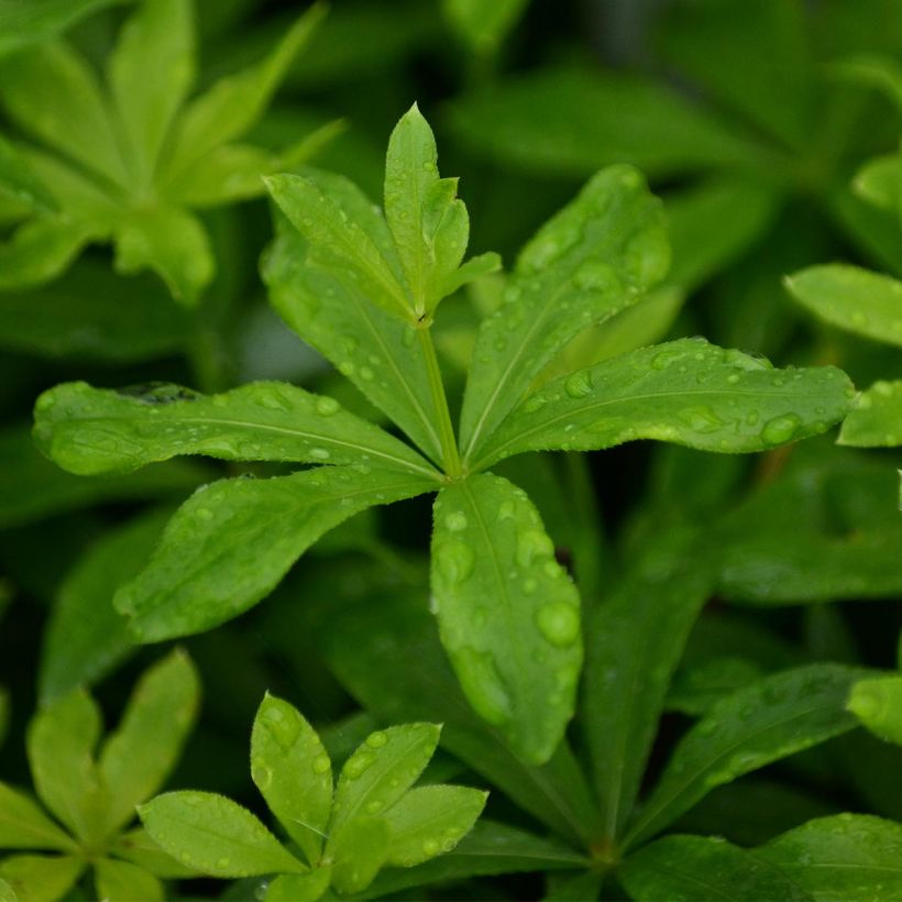 Galium odoratum (Foliage)