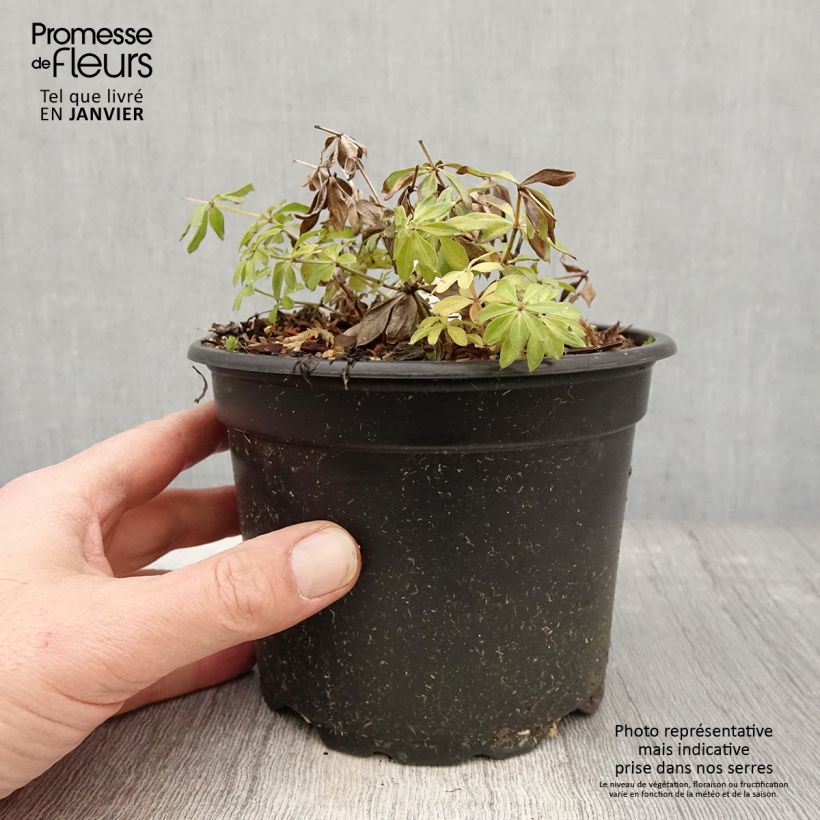 Galium odoratum 2L/3L pot sample as delivered in winter