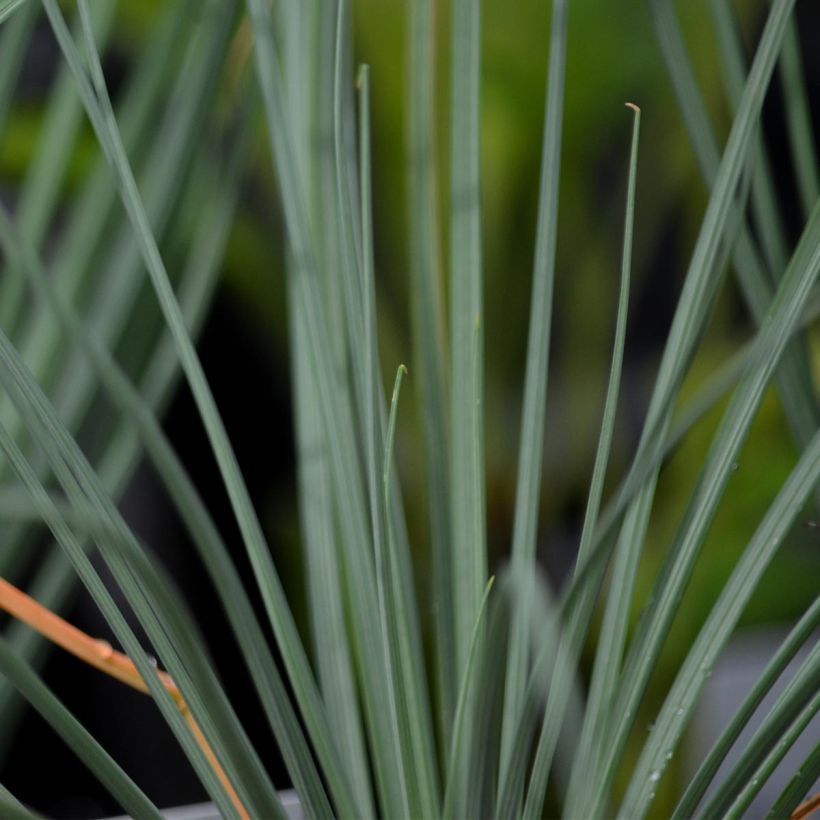 Asphodeline lutea - Jacob's Rod (Foliage)