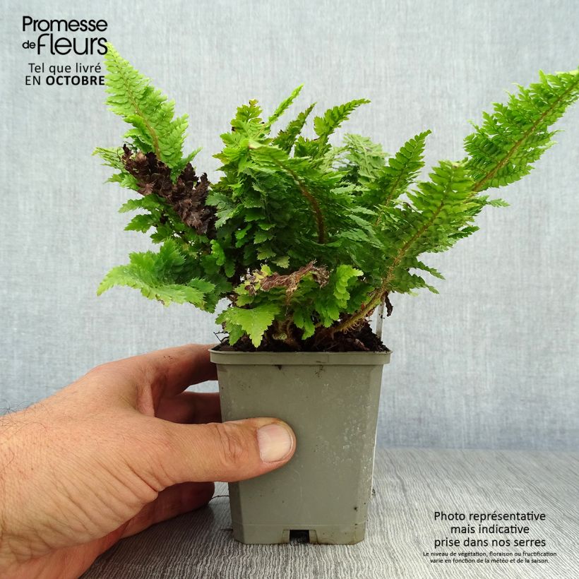 Polystichum setiferum Congestum - Soft Shield Fern 8/9 cm pot sample as delivered in autumn
