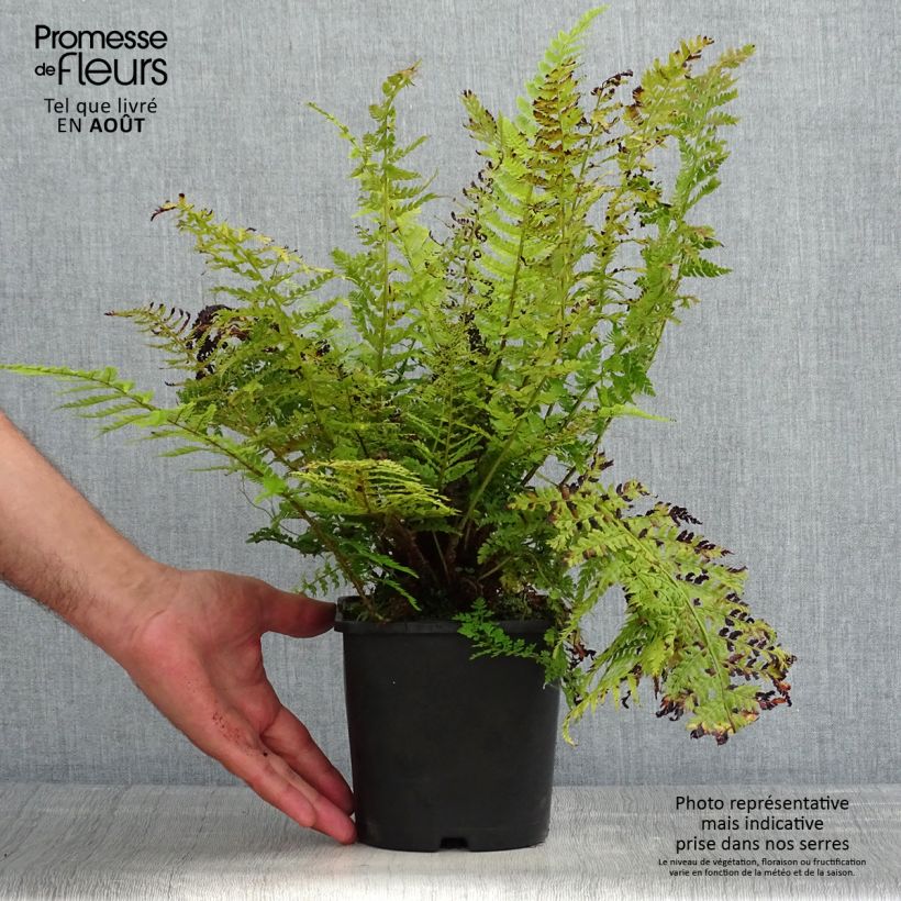 Polystichum setiferum Congestum - Soft Shield Fern 2L/3L pot sample as delivered in summer