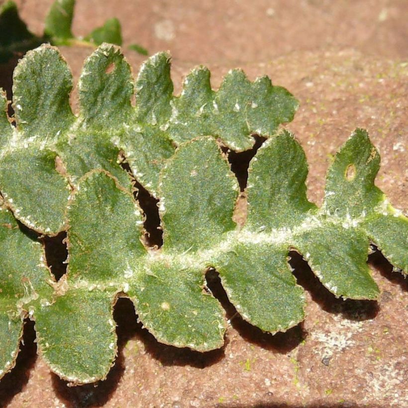 Asplenium ceterach (Foliage)