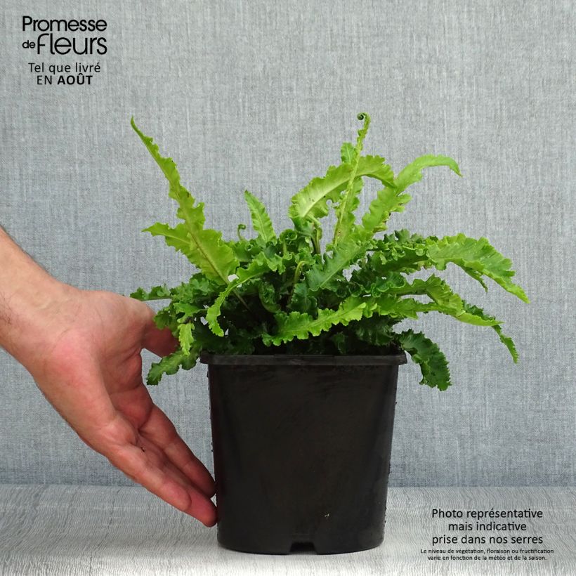 Phyllitis scolopendrium Angustifolia - Hart's-tongue fern 2L/3L pot sample as delivered in summer
