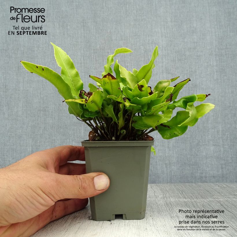 Asplenium scolopendrium Undulatum Angustatum - Hart's Tongue Fern 8/9 cm pot sample as delivered in summer