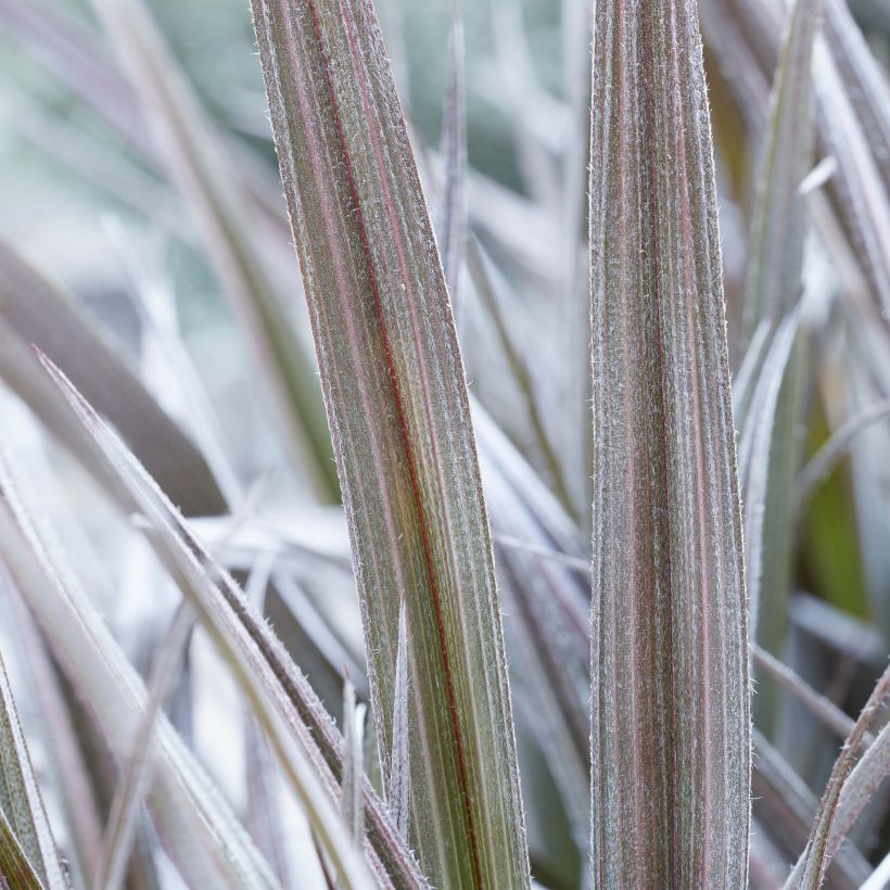 Astelia Red Shadow (Foliage)