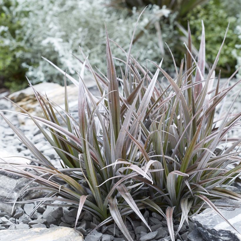 Astelia Red Shadow (Plant habit)