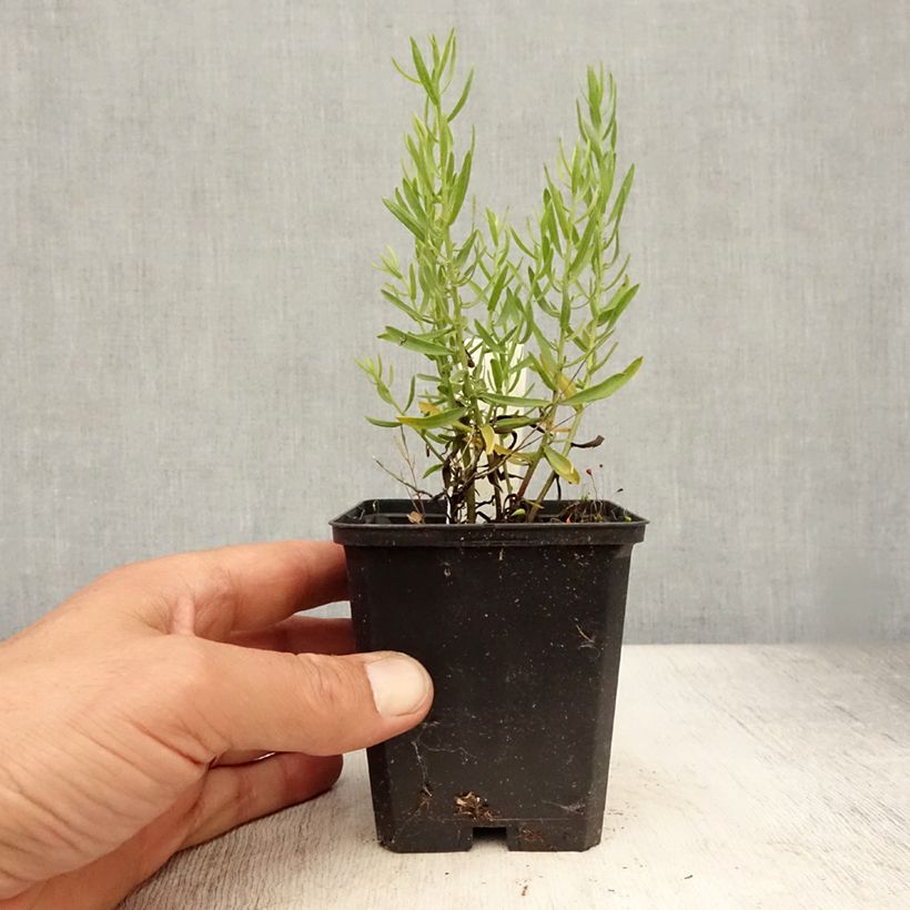 Aster sedifolius - Thick-stemmed Aster 8/9 cm pot sample as delivered in summer