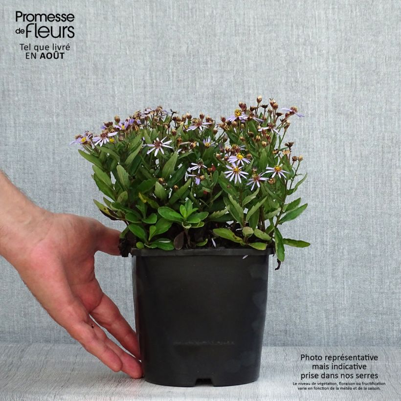 Aster ageratoides Adustus Nanus 1.5L/2L pot sample as delivered in summer
