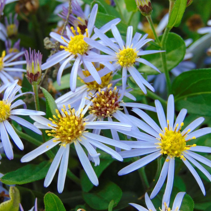 Aster ageratoides Adustus Nanus (Flowering)