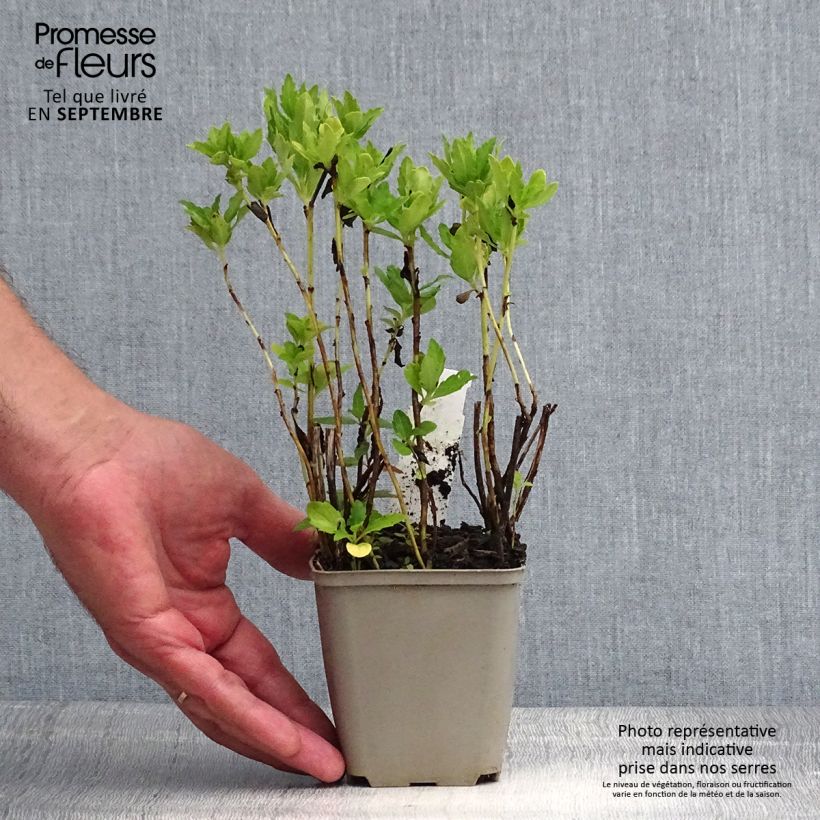 Aster ageratoides Ashvi 8/9 cm pot sample as delivered in summer