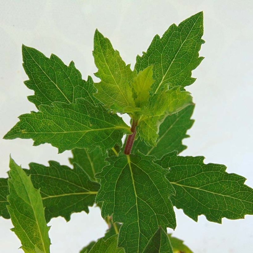 Aster ageratoides Asran (Foliage)