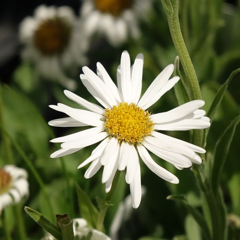 Aster alpinus Albus (Flowering)