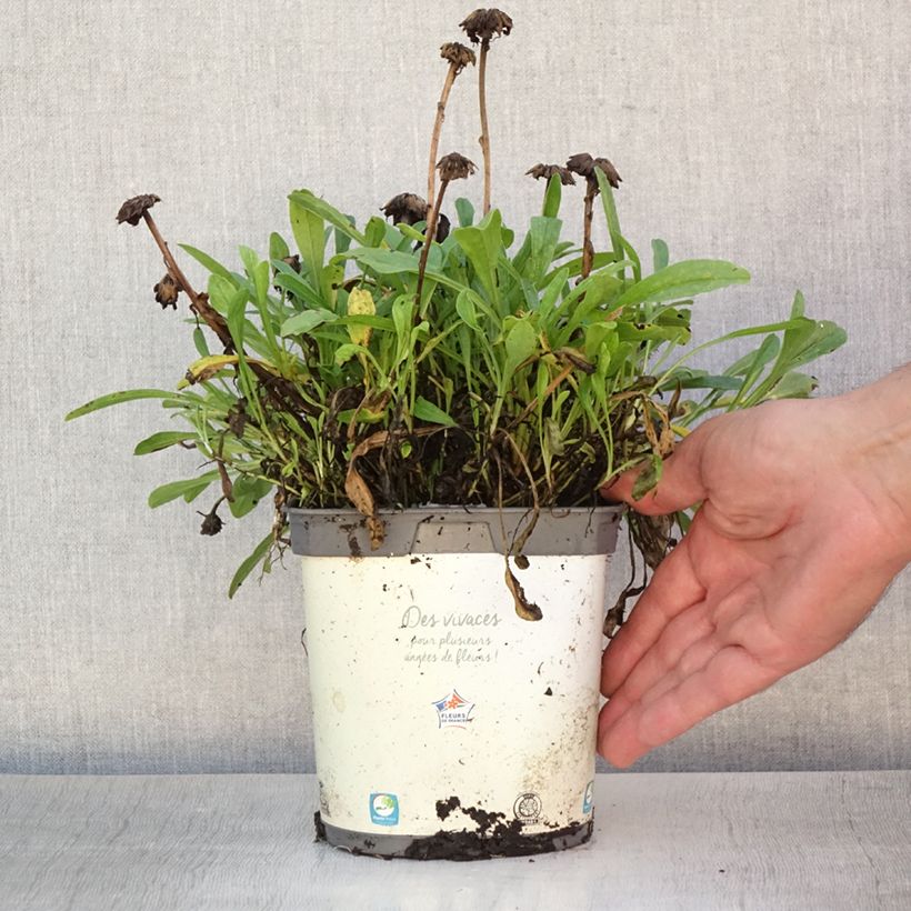 Aster alpinus Albus 2L/3L pot sample as delivered in summer