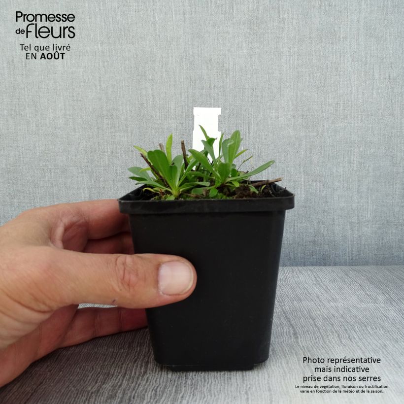 Aster alpinus Blue Beauty 8/9 cm pot sample as delivered in summer