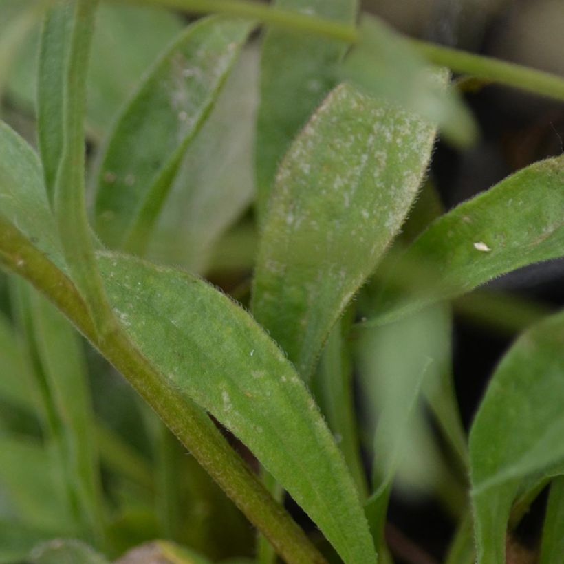 Aster alpinus Dunkle Schöne (Foliage)