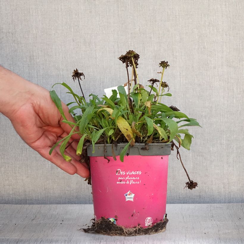 Aster alpinus Happy End 2L/3L pot sample as delivered in summer