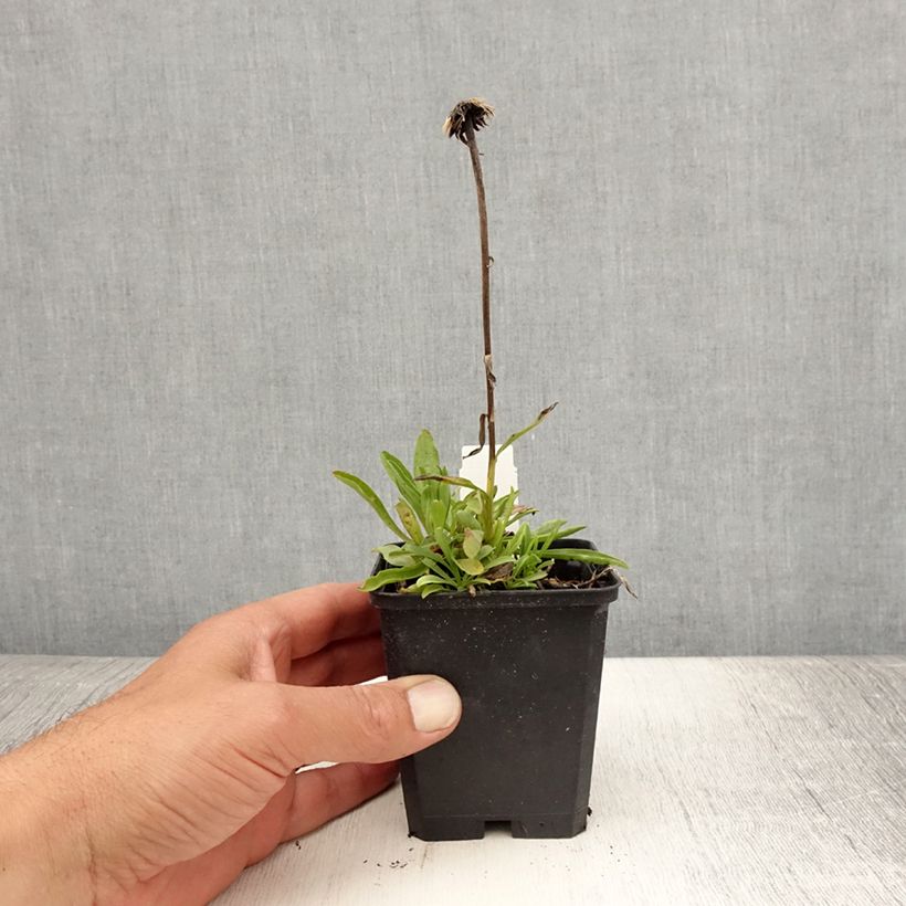 Aster alpinus Pinkie 8/9 cm pot sample as delivered in summer