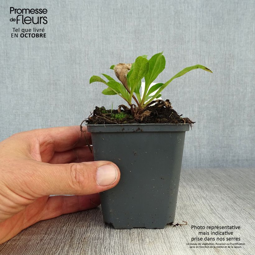 Aster amellus Blue King 8/9 cm pot sample as delivered in autumn