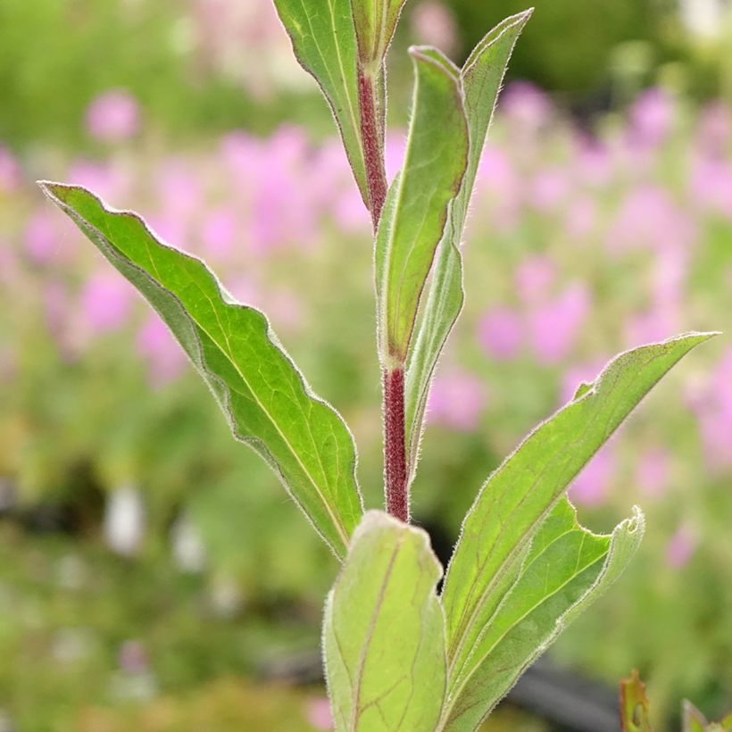 Aster amellus Blue King (Foliage)