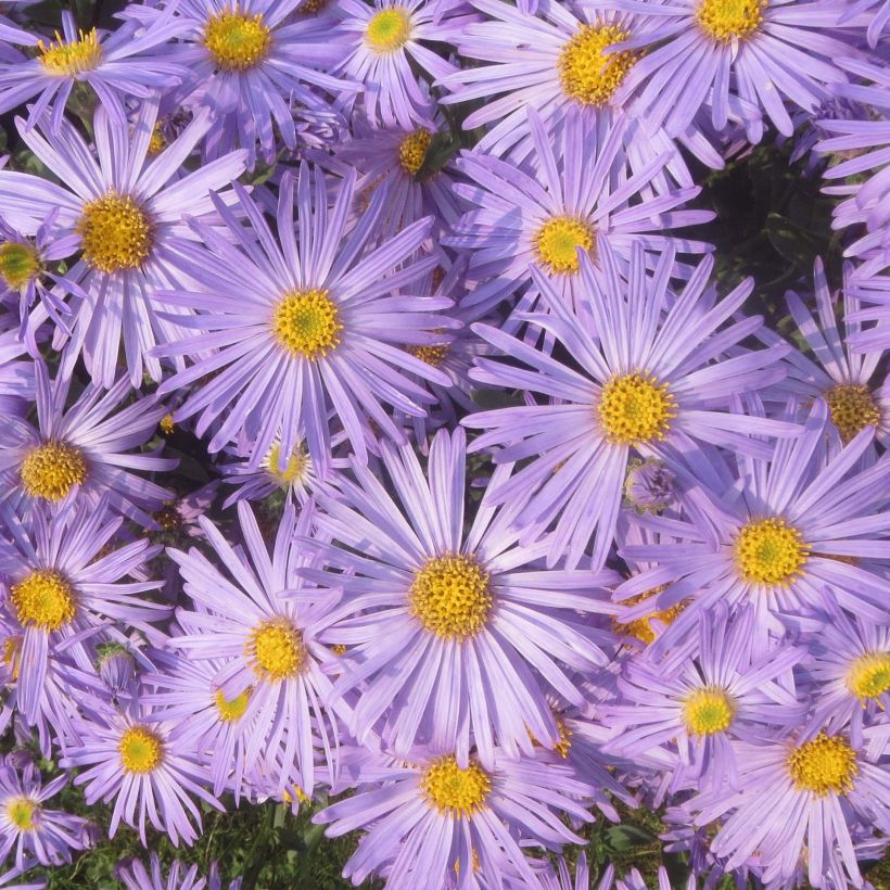 Aster amellus Blue King (Flowering)