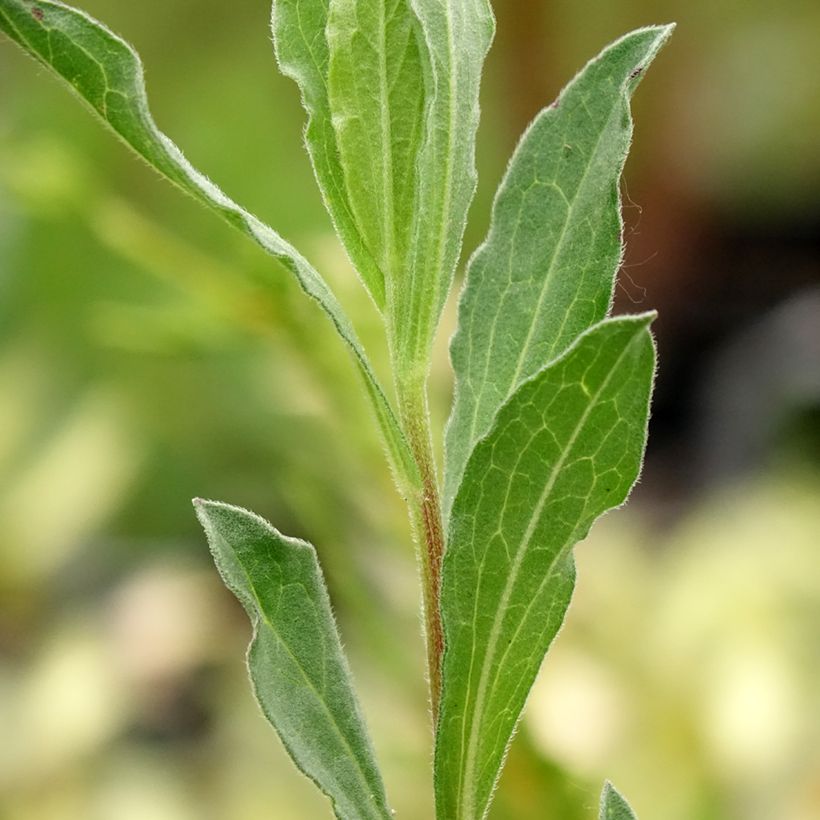 Aster amellus King George (Foliage)