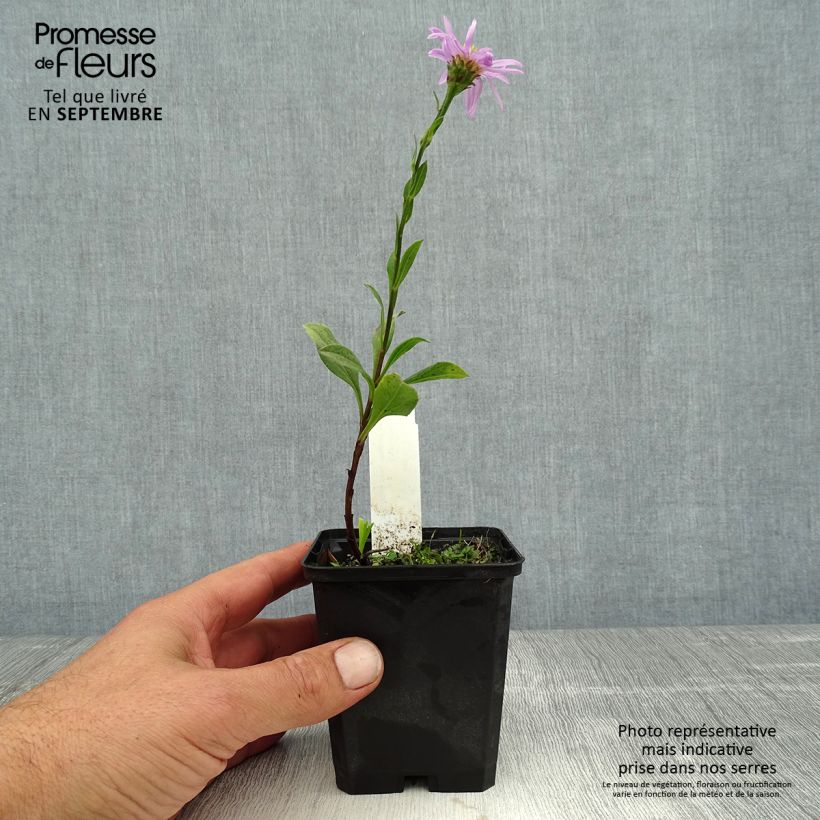Aster amellus Rosa Erfüllung 8/9 cm pot sample as delivered in summer