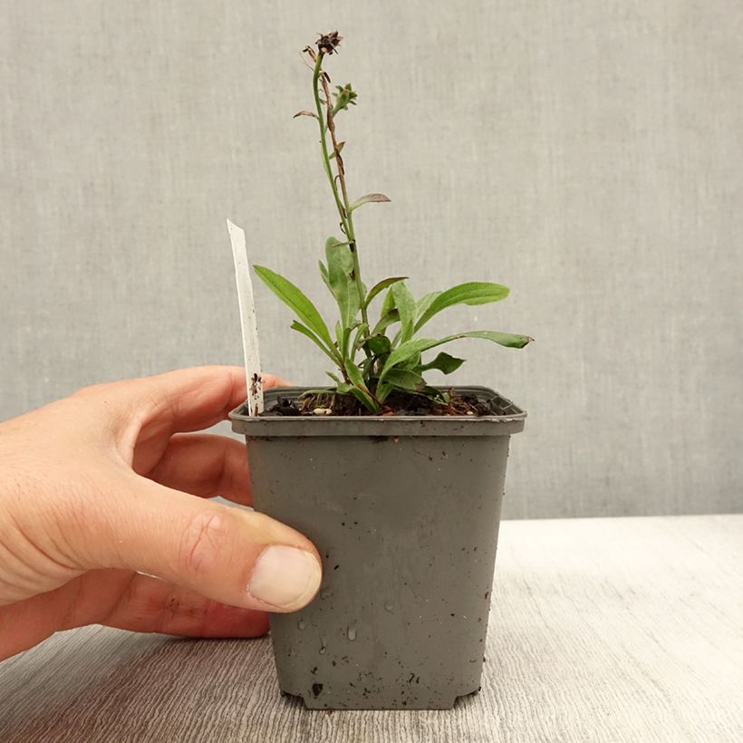 Aster amellus Sonora 8/9 cm pot sample as delivered in autumn