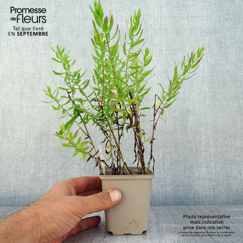 Aster amethystinus Kylie 8/9 cm pot sample as delivered in summer