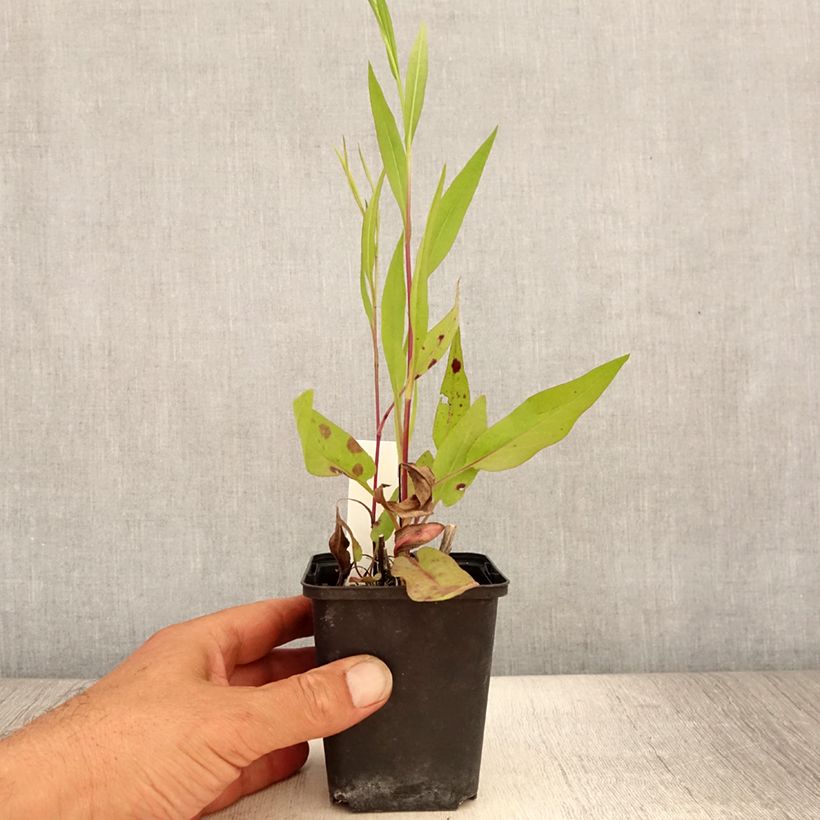 Aster azureus 8/9 cm pot sample as delivered in summer