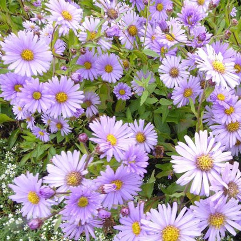 Aster JS Barts Blue Beauty (Flowering)