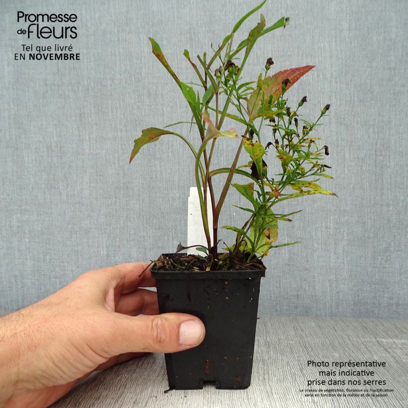 Aster cordifolius Blue Heaven 8/9 cm pot sample as delivered in autumn