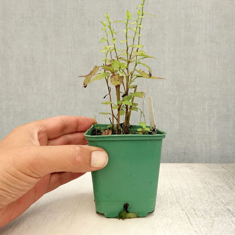 Aster cordifolius Ideal 8/9 cm pot sample as delivered in summer