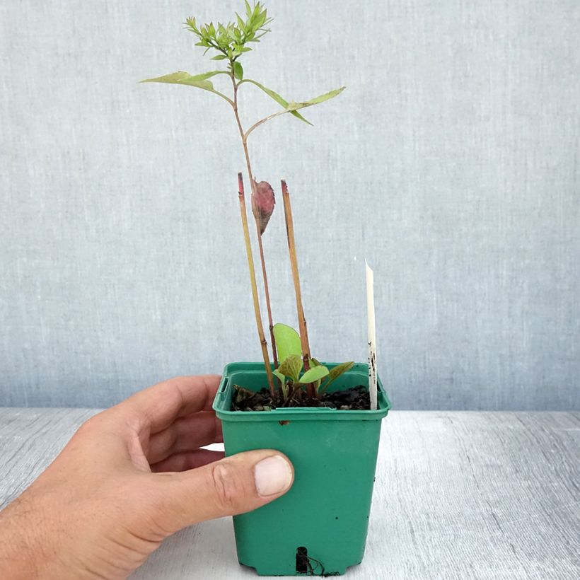 Aster cordifolius Little Carlow 8/9 cm pot sample as delivered in summer