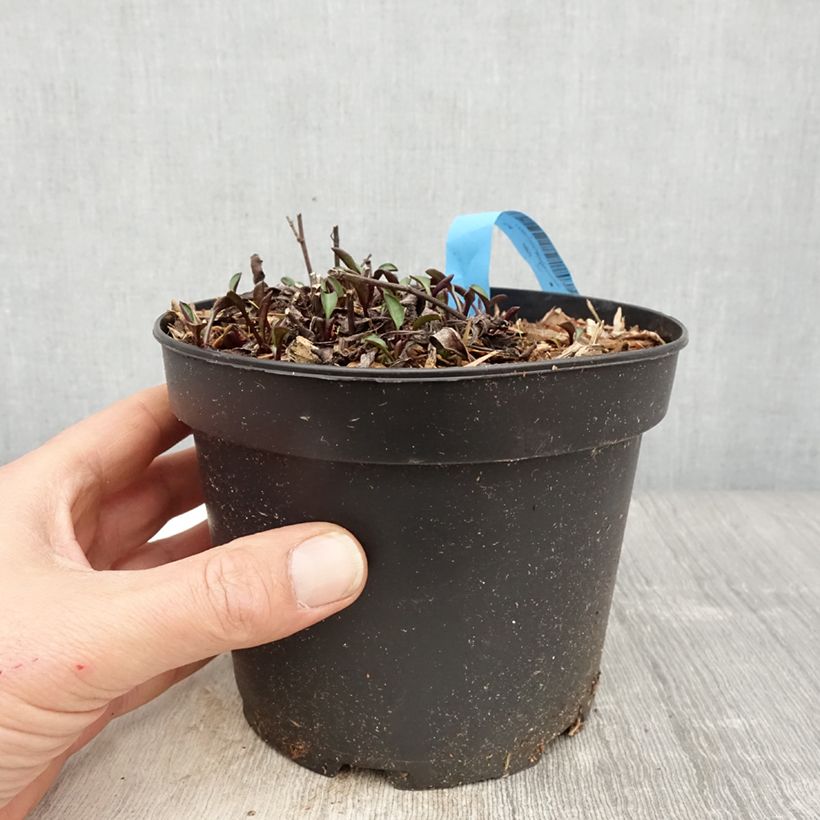 Aster dumosus Anneke sample as delivered in spring