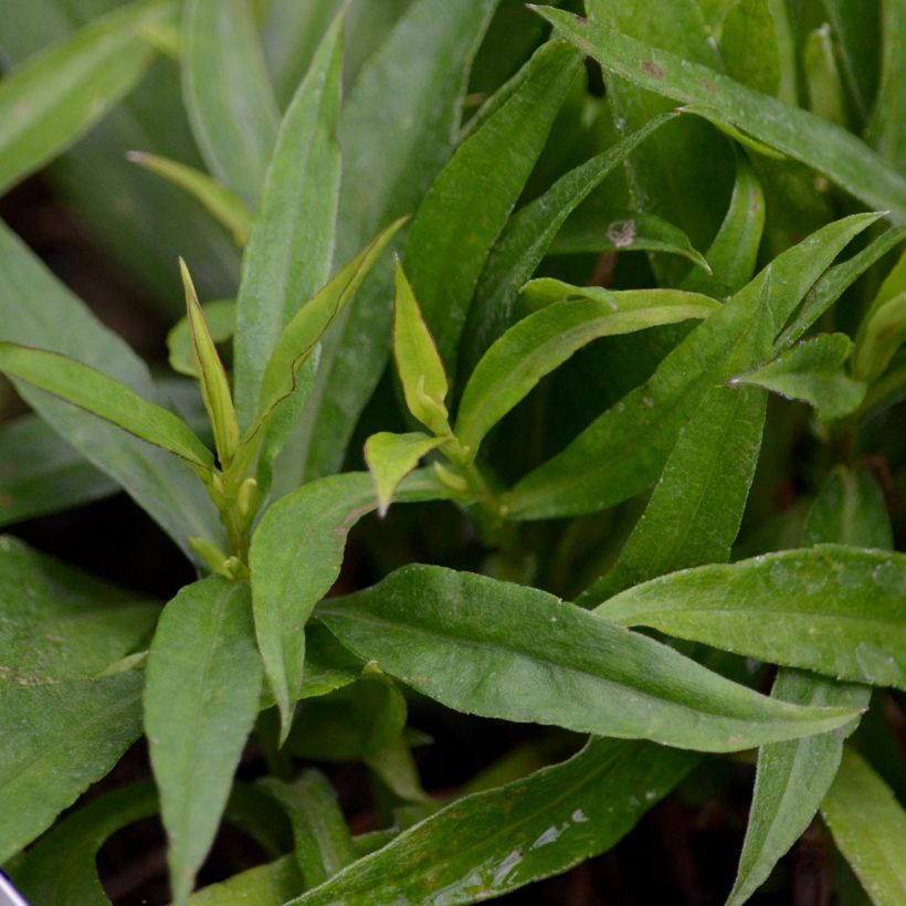 Aster dumosus Augenweide (Foliage)