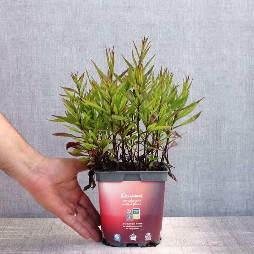 Aster dumosus Bahamas 2L/3L pot sample as delivered in summer