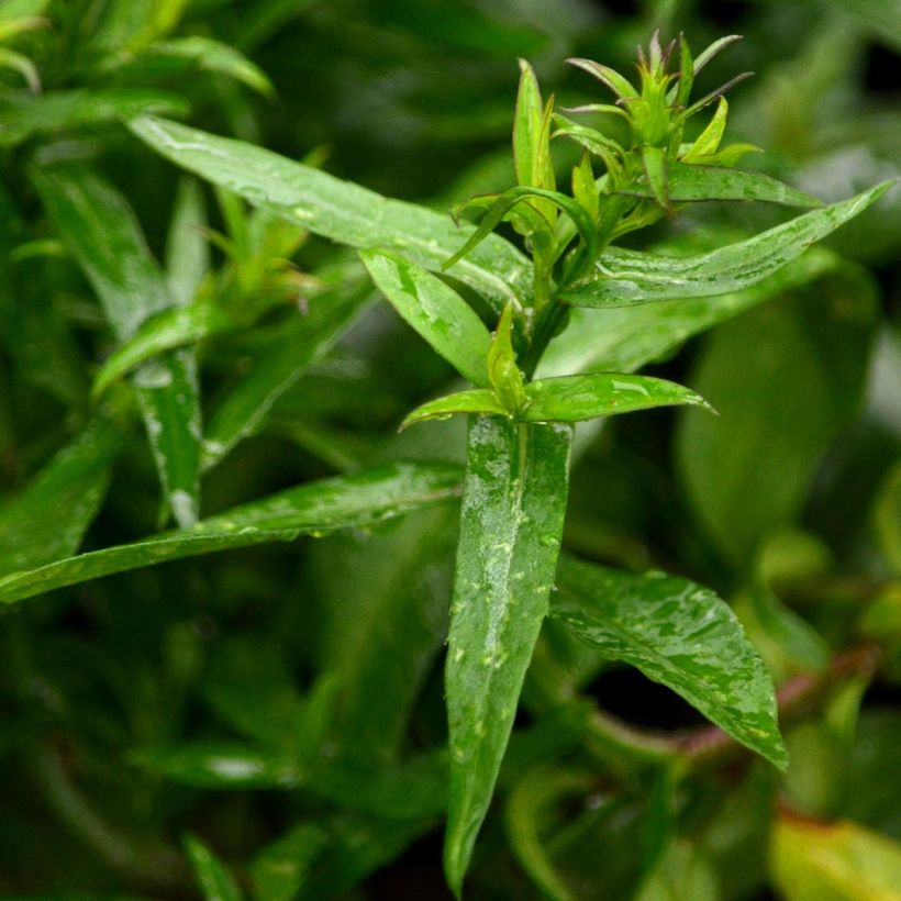 Aster dumosus Jenny (Foliage)