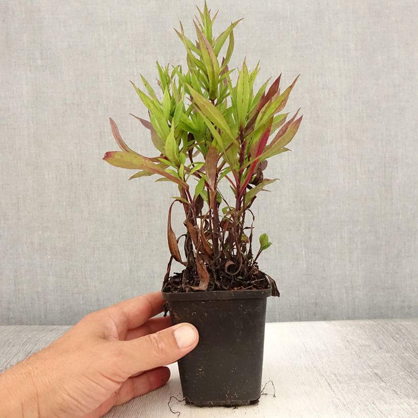 Aster dumosus Samoa 8/9 cm pot sample as delivered in summer