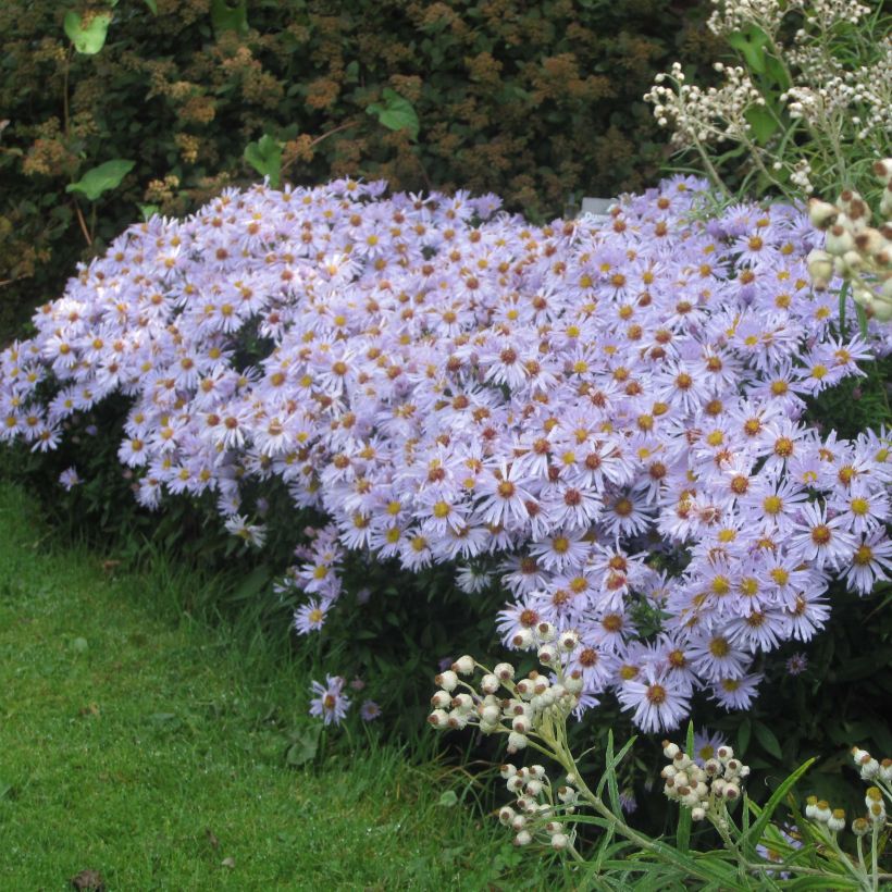 Aster dumosus Silberblaukissen (Plant habit)